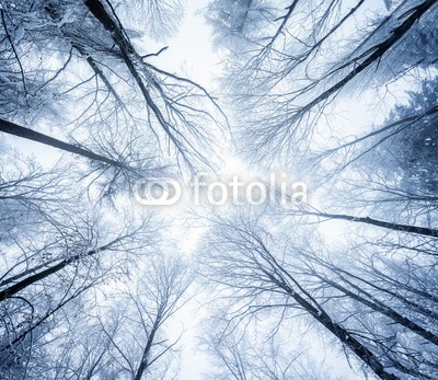 eyetronic, Winterlicher Wald (baumkrone, wald, winter, baum, baum, schnee, winterlich, blau, baumstamm, baumstamm, aussen, himmel, landschaft, park, natur, wetter, umwelt, kalt, ast, ökosystem, licht, jahreszeit, weiß, frost, verschneit, glatze, eis, kalt, idyllisch, märchenwal)