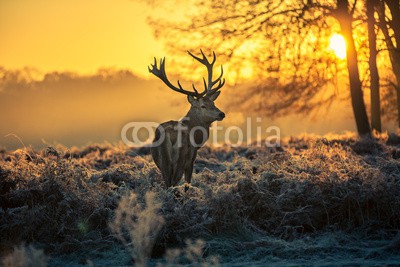 arturas kerdokas, Red deer (hirsch, tier, jagd, holz, wald, safarie, holland, horn, heidekraut, moor, baum, orange, lila, paarungszeit, national park, natur, wildlif)