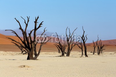 artush, Sossusvlei beautiful landscape of death valley, namibia (akazie, abenteuer, afrika, afrikanisch, dürre, schwarz, blau, verzweigt, braun, tot, tod, wüste, verlassen, trockenheit, trocken, düne, hitze, hot, landschaft, lonely, namibia, national, natur, alt, orange, pfanne, park, rot, entfernt, salz, sand, sandi)