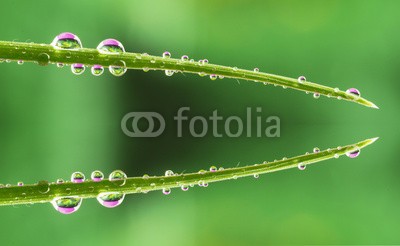 roberaten, water drops on grass (grün, life, lila, regen, isoliert, nass, wiese, kondenswasser, klar, frühling, flüssigkeit, naturschutz, leaf, hell, umwelt-, kreis, gras, sommer, morgens, close-up, makro, tautropfen, klein, flora, lebensstil, gesund, entladen, besinnung, gärte)