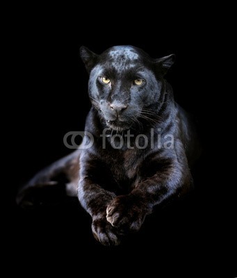 byrdyak, Black leopard (leopard, schwarz, portrait, tier, hintergrund, wild, gesicht, pelz, katze, räuber, wildlife, panther, biest, säugetier, katzen, natur, groß, niemand, gefährlich, fleischfresser, hunter, aufgebracht, jaguar, safarie, close-up, afrikanisch, afrik)