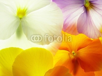 Anette Linnea Rasmus, colorful viola (viola, trikolore, blume, verfärbt, gelb, blau, stiefmütterchen, veilchen, pflanze, natur, natürlich, jahreszeit, jahreszeitlich, botanisch, botanisch, close-up, makro, weiß, backgrounds, frühling, dekorativ, blühen, blühe)