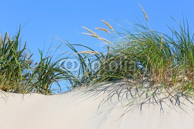 Kara, Gräser auf Düne (sanddünen, sanddünen, sand, sand, stranden, gras, gras, stroh, laub, küste, landschaft, urlaub, urlaub, reisen, insel, nordsee, flora, grün, natur, umweltschutz, naturschutzgebiet, wildnis, lebensraum, sylt, inseln, stille, beschaulichkeit, erholun)