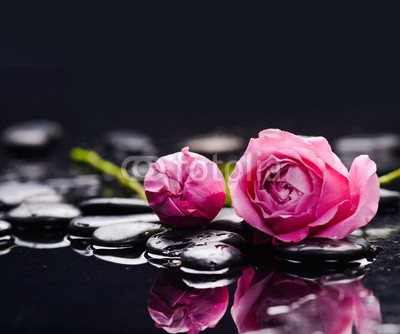 Mee Ting, Two rose and wet stones (aroma, aromatherapie, blühen, blühen, schwarz, close-up, details, exotisch, knospe, floral, blume, duftend, frisch, boden, grunge, lebensstil, makro, medizin, natürlich, natur, kieselstein, duft, pflanze, rosa, rosafarben, fels, spa, valentin, valenti)