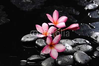 Mee Ting, frangipani and black wet pebbles (aroma, aromatherapie, blühen, blühen, schwarz, close-up, details, exotisch, floral, blume, duftend, frangipanibaum, frisch, boden, grunge, lebensstil, makro, medizin, natürlich, natur, kieselstein, duft, pflanze, rosa, fels, spa, steine, sommer, symbo)