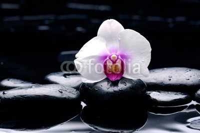 Mee Ting, white orchid with pebbles on wet background (alternative, hintergrund, balance, schöner, schönheit, schwarz, verzweigt, kamille, windstille, pflege, sauber, konzept, entladen, ost, flora, frisch, frieden, gesundheit, gesund, lebensstil, medizin, meditation, natürlich, leaf, natur, orientalisc)