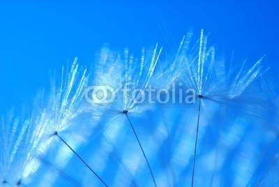 Anette Linnea Rasmus, Dandelion seed (samen, pusteblume, blume, abstrakt, blühen, blühen, blau, verschwommen, botanisch, close-up, creepy, dandy, details, verträumt, flora, floral, haarig, makro, natürlich, natur, draußen, pappus, blickwinkel, radiant, weich, frühling, sommer, löwenzah)