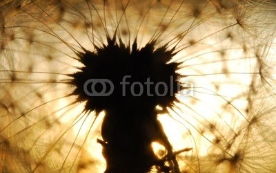 Anette Linnea Rasmus, dandelion seed (silhouette, pusteblume, samen, sunrise, dandy, abstrakt, luft, backgrounds, verschwommen, botanisch, braun, close-up, details, diagonale, verträumt, elegant, fallen, fein, flora, floral, blume, gärten, haarig, makro, wiese, natürlich, natur, orang)