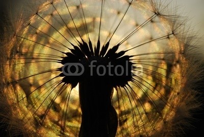 Anette Linnea Rasmus, dandelion seed (silhouette, pusteblume, samen, sunrise, dandy, abstrakt, luft, backgrounds, verschwommen, botanisch, braun, close-up, details, diagonale, verträumt, elegant, fallen, fein, flora, floral, blume, gärten, haarig, makro, wiese, natürlich, natur, orang)