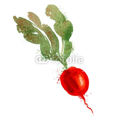 ~ Bitter ~, radish vector logo design template. vegetables or food icon. (radieschen, vektor, firmenlogo, vorlage, gemüse, essen, icon, backgrounds, sketch, wasserfarben, gezeichnet, hand, isoliert, vegetarisch, reif, natürlich, grün, weiß, herbst, bespritzen, diät, preisschild, organisch, zeichen, life, leaf, symbo)
