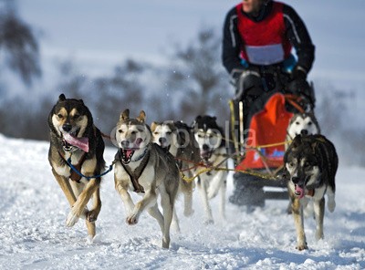 Blickfang, Hundeschlittenrennen (husky, hund, hund, hund, rasse, geschirr, räder, schnee, sport, rasen, wettrennen, biest, kalt, portrait, horizontale, person, sprung, spaß, hun)