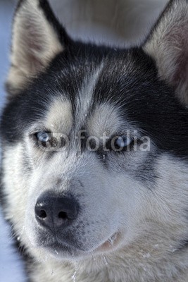 Blickfang, Husky Portrait (husky, hund, hund, hund, rasse, schnee, biest, kalt, portrait, schließen, close-up, winte)