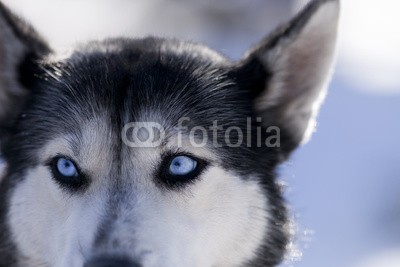 Blickfang, Husky (husky, hund, hund, hund, rasse, schnee, biest, kalt, portrait, horizontale, gesicht, auge, blau, zeichnung, ea)