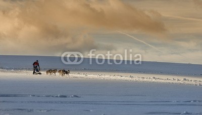 Blickfang, Lichtstimmung beim Hundeschlittenrennen (husky, hund, hund, hund, rasse, geschirr, räder, schnee, sport, rasen, wettrennen, biest, kalt, portrait, horizontale, person, sprung, spaß, licht, himmel, abend, sonnenuntergan)