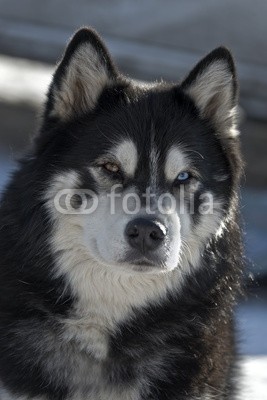 Blickfang, Husky Portrait (husky, hund, hund, hund, rasse, schnee, biest, kalt, portrait, gesicht, auge, blau, zeichnung, ear, vertikal, nase, close-up, schließe)