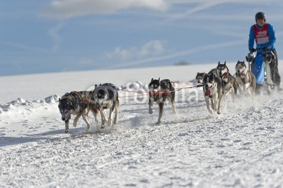 Blickfang, Hundeschlittenrennen Achtergespann (husky, hund, hund, hund, rasse, geschirr, räder, schnee, sport, rasen, wettrennen, biest, kalt, portrait, horizontale, person, sprung, spaß,)