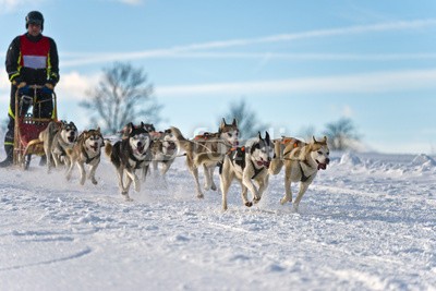 Blickfang, Hundeschlittenrennen Achtergespann (husky, hund, hund, hund, rasse, geschirr, räder, schnee, sport, rasen, wettrennen, biest, kalt, portrait, horizontale, person, sprung, spaß,)