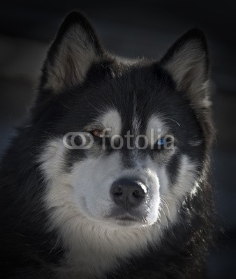 Blickfang, Husky Portrait Dark (husky, hund, hund, hund, rasse, schnee, biest, kalt, portrait, gesicht, auge, blau, zeichnung, ear, vertikal, nase, dunkel, dunkel, quadrat, close-up, braun, mystisch, geheimnisvoll, angst, erschrocke)