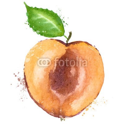 ~ Bitter ~, Apricot vector logo design template. fruit or food icon. (apricots, vektor, firmenlogo, entwerfen, vorlage, obst, essen, icon, wasserfarben, kunst, kunstvoll, backgrounds, kleckse, farbe, kreativität, diät, zeichnung, entladen, frisch, frische, gesund, tinte, isoliert, saftiges, natürlich, natur, organisc)