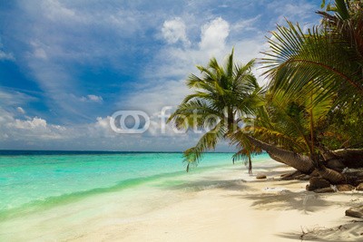 fazeful, Palm tree on the shore of the Maldives (draußen, baum, insel, küste, küste, niemand, grün, tropisch, gelassenheit, reisen, tage, sand, leaf, urlaub, froh, sommer, sonne, paradise, strand, blau, kokos, entspannen, pflanze, seelandschaft, himmel, landschaftlich, tourismus, meer, schöne)