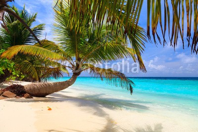 fazeful, Palm tree on the shore of the Maldives (draußen, baum, insel, küste, küste, niemand, grün, tropisch, gelassenheit, reisen, tage, sand, leaf, vektor, urlaub, froh, sommer, sonne, paradise, strand, blau, kokos, entspannen, pflanze, seelandschaft, himmel, landschaftlich, tourismus, mee)