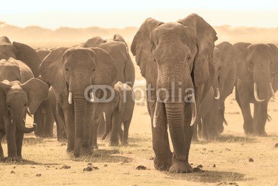 kasto, Loxodonta africana, African bush elephant. (elefant, afrikanische elefanten, afrika, tier, wild, säugetier, spaziergang, park, wildlife, natur, afrikanisch, herde, safarie, stamm, large, kalb, national, wildnis, gefährdet, umwelt, draußen, elfenbein, ohr, familie, reserve, baby, portrait, mütte)