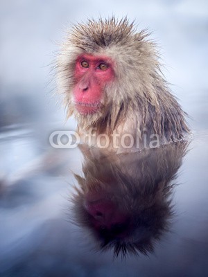 eyetronic, Affe beim baden in Yudanaka Onsen Japan (clown, makak, japan, badewannen, japanmakak, makak, wasser, badehaus, winter, biest, 1, primate, rot, gesicht, draußen, natu)