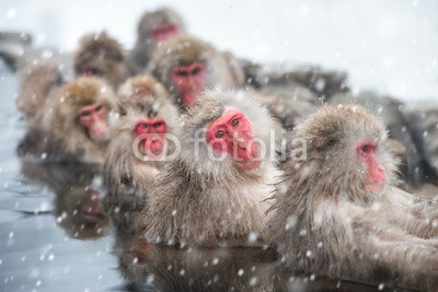 eyetronic, Schneeaffen in Yudanaka Onsen Japan (affen, badewannen, japan, winter, clown, makak, wasser, japanmakak, makak, biest, primate, rot, gesicht, sauna, badehaus, menge, draußen, natur, wildlife, familie, quelle, entspannen, entspannung, spa, entspannt, erholung, entspannen, gruppe, quell)