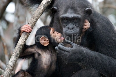 gudkovandrey, Female chimpanzee with a baby. Funny frame. (schimpanse, baby, monkey, kongo, afrika, affen, erziehung, tier, säugetier, tropics, wald, regenwald, baum, tierschutz, emotion, spassi)