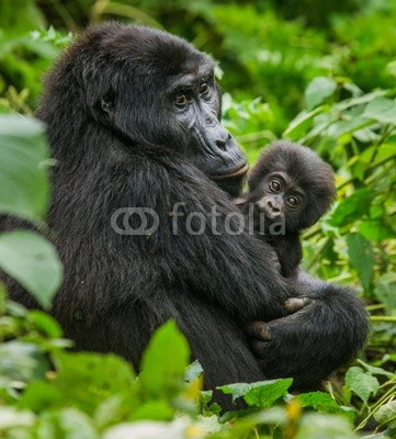 gudkovandrey, A female mountain gorilla with baby (gorilla, uganda, baby, monkey, kongo, afrika, affen, erziehung, tier, säugetier, tropics, wald, regenwald, baum, tierschutz, emotion, spassi)