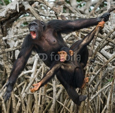 gudkovandrey, Female chimpanzee with a baby. funny picture (schimpanse, baby, monkey, kongo, afrika, affen, erziehung, tier, säugetier, tropics, wald, regenwald, baum, tierschutz, emotion, spassi)