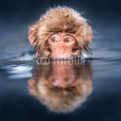 eyetronic, Schneeaffe in Japan Yudanaka (clown, baby, japan, badewannen, asien, japanisch, makak, primate, wasser, spiel, wildlife, winter, entspannung, entspannen, japanmakak, makak, badehaus, biest, 1, primate, rot, gesicht, draußen, natur, affen, sommer, frühling, quelle, wildnis, kart)