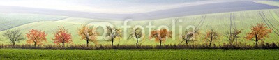 Blickfang, Kirschbaumallee Herbst Panorama (panorama, gasse, baum, himmel, landschaft, grün, kirsche, kirschbaum, blume, blume, frühling, herbst, jahreszeit, bunt, april, october, frühlingserwache)