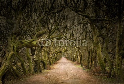 Visions-AD, mystische Allee mit knorrigen Bäumen im Dämmerlicht (gasse, wald, baum, dunkel, straßen, dunkel, zwielicht, straße, winter, herbst, tunnel, ast, bücher, tribe, bejahrt, märchen, fantasy, abenddämmerung, zweig, hiking, spaziergang, licht, zielen, ausgang, park, natur, ästhetisch, selten, abenteue)