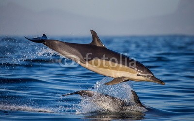 gudkovandrey, Two dolphins in flight over water. South Africa. (südafrika, delphine, säugetier, meeressäuger, sprung, meer, ozean, meeresflora und -fauna, afrika, kapstadt, natur, wildlife, fauna, tierschutz, wal, movement, verhalten, freundlic)