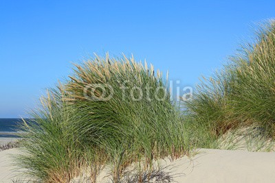 Kara, großer Strandhafer (sanddünen, sanddünen, sand, sand, stranden, gras, gras, stroh, laub, küste, landschaft, urlaub, urlaub, reisen, insel, nordsee, flora, grün, natur, umweltschutz, naturschutzgebiet, wildnis, lebensraum, sylt, inseln, stille, beschaulichkeit, erholun)