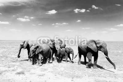 kasto, Loxodonta africana, African bush elephant. (elefant, afrikanische elefanten, afrika, tier, wild, säugetier, spaziergang, park, wildlife, natur, afrikanisch, herde, safarie, stamm, large, kenya, tansania, kalb, national, wildnis, gefährdet, umwelt, draußen, elfenbein, ohr, familie, reserve, bab)
