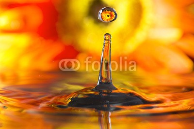 roberaten, reflection in drops orange flower (abstrakt, schöner, schönheit, platsch, blühen, verdammt, blühen, botanisch, botanik, hell, klar, schließen, close-up, kondenswasser, exemplar, gänseblümchen, dekoration, tau, entladen, tröpfchen, flora, floral, florist, blume, gruppe, makr)