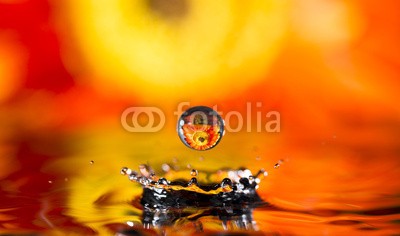 roberaten, reflection in drops orange flower (abstrakt, schöner, schönheit, platsch, blühen, verdammt, blühen, botanisch, botanik, hell, klar, schließen, close-up, kondenswasser, exemplar, gänseblümchen, dekoration, tau, entladen, tröpfchen, flora, floral, florist, blume, gruppe, makr)