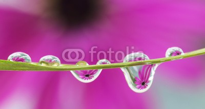roberaten, reflection of daisy flower (close-up, blume, makr)