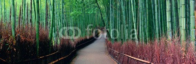 rabbit75_fot, Bamboo Grove (kyōto, landschaft, stadt, japan, asien, asiatisch, japanisch, reisen, bambus, attraktion, panorama, panoramisch, trampelpfad, hiking, natu)