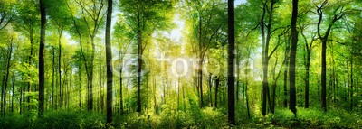 Smileus, Wald Panorama mit Sonnenstrahlen (wald, baum, natur, sonne, landschaft, frühling, sommer, panorama, grün, balken, laub, blatt, baum, sonnenschein, draußen, froh, flora, botanik, sonnenstrahl, naturpark, magie, magie, buche, ländlich, idylle, umwelt, wald, frühling, sunlight, lich)