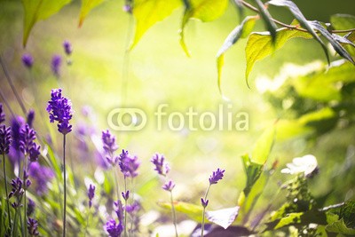 Floydine, Sommer, Duft, Lavendel (lavendel, aroma, landschaft, sommer, blume, entspannung, time out, wiese, sommerblume, blume, blume, backgrounds, grün, natur, copy space, wohlbefinden, licht, wellness, lila, erholung, spa, pflanze, urlaub, therapie, lichtung, sonne, schönheit, heilun)