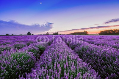 ValentinValkov, Sunrise and dramatic clouds over Lavender Field (sonnenuntergänge, sunrise, wolken, wolken, morgengrauen, blau, himmel, abend, landschaft, feld, dramatisch, landschaftlich, horizont, lavendel, natur, lila, pflanze, aromatherapie, natürlich, blume, aroma, kraut, sommer, schönheit, kräuter, farb)