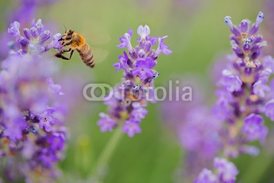 ValentinValkov, Wild bee on Lavender (aroma, biene, lavendel, blume, gärten, insekt, blütenstaub, honig, pflanze, natur, lila, sommer, nektar, grün, makro, bestäubung, backgrounds, blühen, frühling, blütenblätter, schöner, tier, klein, floral, farbe, blühen, veilchen, flügel, dufte)