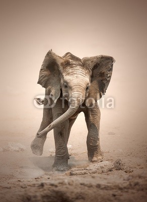 JOHAN SWANEPOEL, Elephant Calf mock charging (elefant, kalb, baby, abrechnung, staub, verstaubt, oden, close-up, front, anblick, sand, 1, vollbild, wildlife, tier, säugetier, afrikanisch, foto, niemand, vertikal, klein, little, kleinkinder, jung, hübsch, süs)