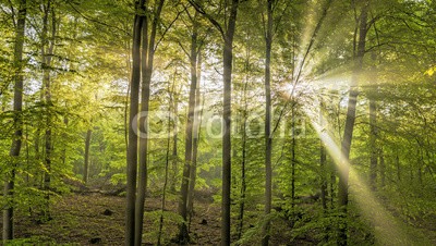 Blickfang, Sonne Nebel Wald (sonne, nebel, wald, leuchten, natur, jahreszeit, frühling, nass, feucht, sonnenstrahl, natürlich, sonnenschein, wildnis, ökologie, baum, baumstamm, baumstamm, blatt, lich)