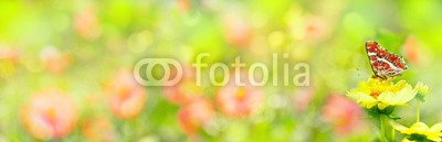 Floydine, Banner  -  Garden with beautiful flowers and butterfly (banner, panorama, blume, schmetterling, rahe, sommer, wiese, wellness, spa, bunt, sonne, sonnenschein, draußen, kur, hübsch, schönheit, natur, grün, erholung, entspannung, time out, gesundheit, hiking, erholung, urlaub, ausflug, naturheilkunde, urlau)