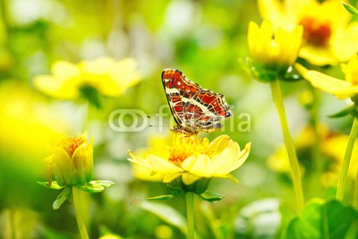 Floydine, Schöner Schmetterling (Araschnia levana) auf gelber Blume (schmetterling, blume, rahe, sommer, wiese, sonne, gelb, hübsch, schönheit, natur, grün, erholung, wellness, entspannung, time out, hiking, erholung, ausflug, naturheilkunde, urlaub, backgrounds, blumenbeet, blume, blume, insekt, fruchtsaft, frühlin)