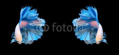 alexzeer, White and blue siamese fighting fish, betta fish isolated on bla (isoliert, wasser, drache, angriffslustig, tropisch, weiß, zoologie, flosse, schwanz, kräfte, posieren, schwimmenten, gefecht, crown, luxus, aquarium, süßwasser, maßstab, elegant, garniert, flamme, biologie, farbe, blau, bunt, feuer, kampffisch)